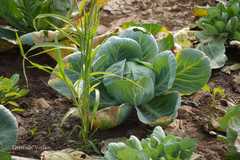 Brassica oleracea
